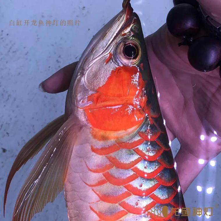 紅龍魚燈光搭配案例（如何為紅龍魚提供合適的燈光搭配方案）