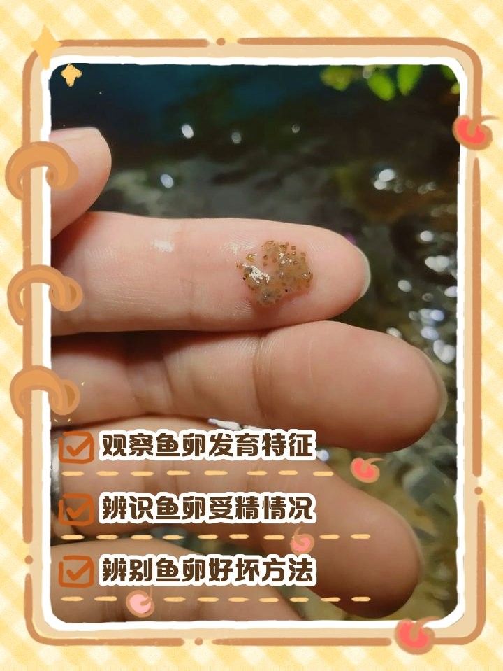 如何判斷金龍魚魚卵是否受精（怎么判斷金龍魚魚卵是否受精）