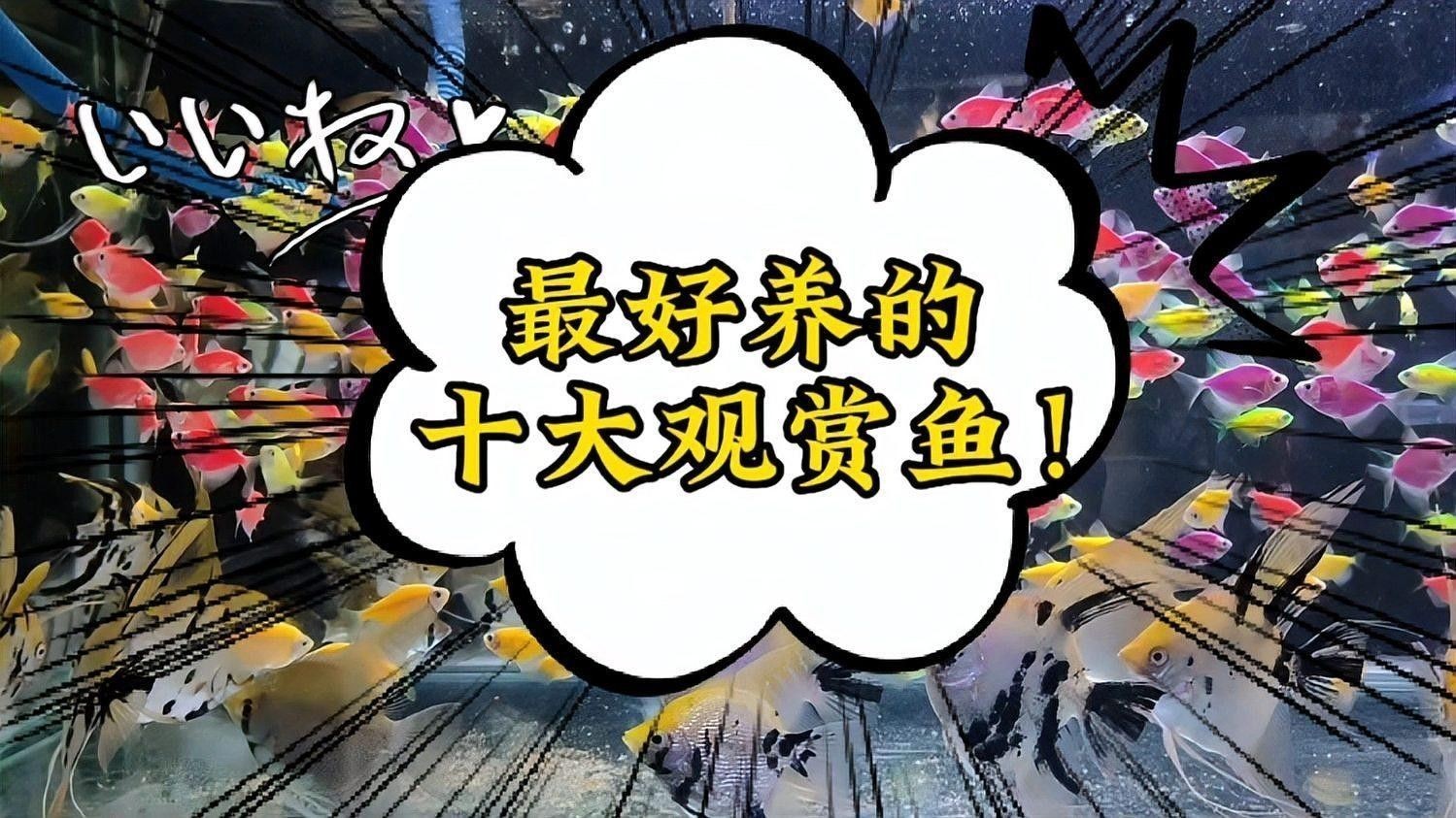 如何選擇適合自己的觀賞魚（怎樣選擇適合自己的觀賞魚） 如何選擇適合自己的觀賞魚（怎樣選擇適合自己的觀賞魚） 龍魚百科 第2張