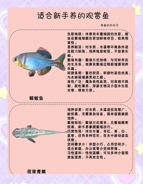 如何選擇適合自己的觀賞魚(怎樣選擇適合自己的觀賞魚) 龍魚百科 第4張 如何選擇適合自己的觀賞魚(怎樣選擇適合自己的觀賞魚) 如何選擇適合自己的觀賞魚(怎樣選擇適合自己的觀賞魚) 龍魚百科 第4張