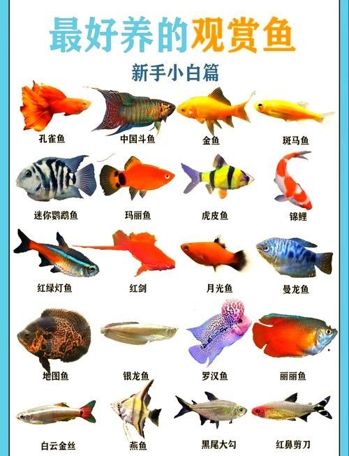 如何選擇適合自己的觀賞魚(怎樣選擇適合自己的觀賞魚) 龍魚百科 第8張 如何選擇適合自己的觀賞魚(怎樣選擇適合自己的觀賞魚) 如何選擇適合自己的觀賞魚(怎樣選擇適合自己的觀賞魚) 龍魚百科 第8張
