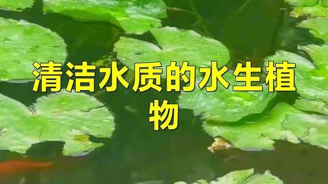 如何保持水質(zhì)穩(wěn)定？（養(yǎng)魚如何保持水質(zhì)穩(wěn)定，水質(zhì)穩(wěn)定性是確保水資源可持續(xù)利用和保護(hù)） 如何保持水質(zhì)穩(wěn)定？（養(yǎng)魚如何保持水質(zhì)穩(wěn)定，水質(zhì)穩(wěn)定性是確保水資源可持續(xù)利用和保護(hù)） 龍魚百科 第7張