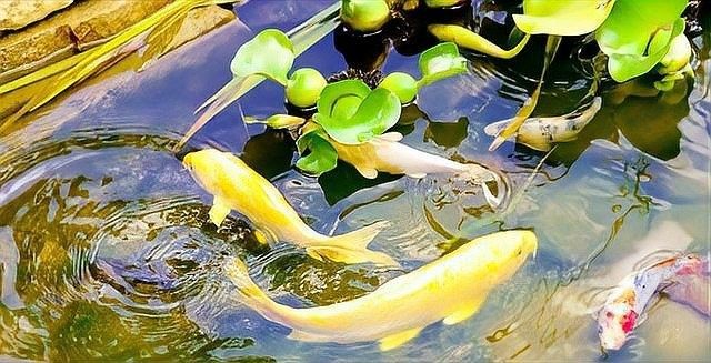 如何保持水質(zhì)穩(wěn)定？（養(yǎng)魚如何保持水質(zhì)穩(wěn)定，水質(zhì)穩(wěn)定性是確保水資源可持續(xù)利用和保護(hù)） 如何保持水質(zhì)穩(wěn)定？（養(yǎng)魚如何保持水質(zhì)穩(wěn)定，水質(zhì)穩(wěn)定性是確保水資源可持續(xù)利用和保護(hù)） 龍魚百科 第10張
