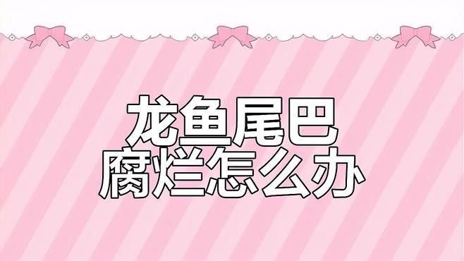 紅龍魚尾鰭腐爛如何治療？（龍魚尾巴腐爛怎么辦）