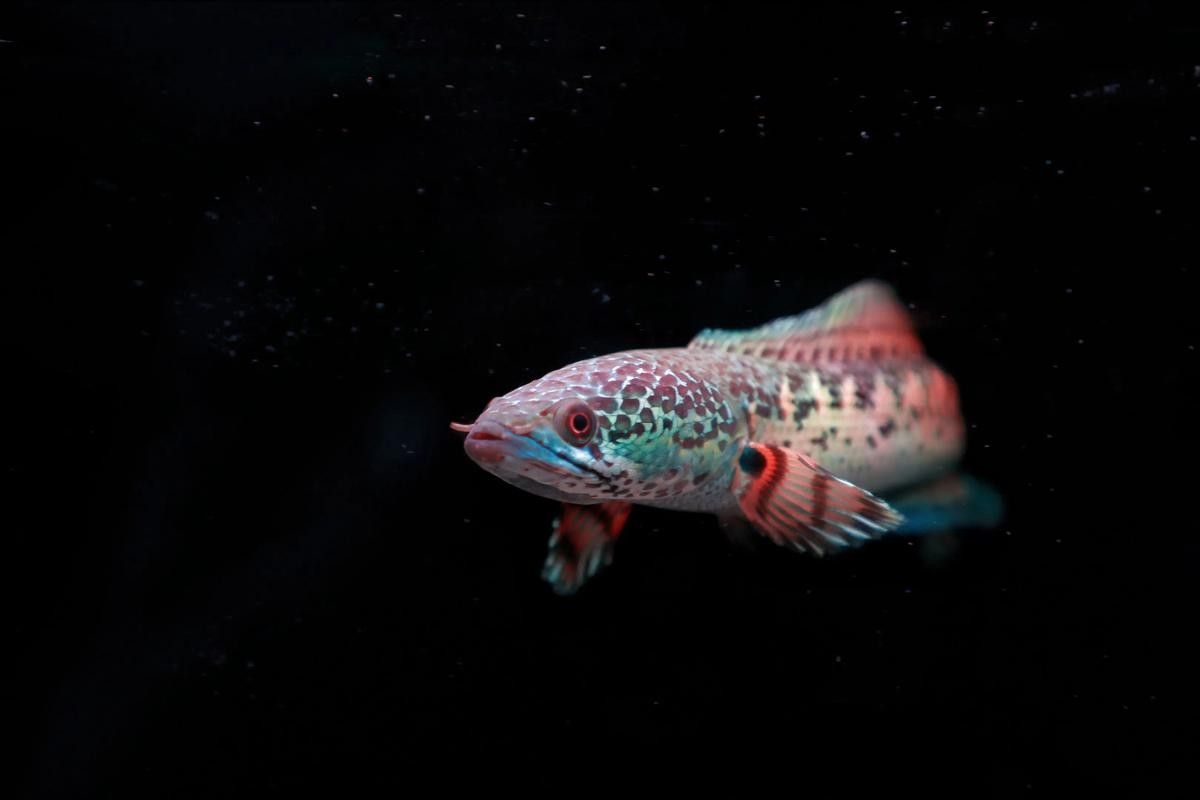 如何減少雷龍魚對錦鯉的攻擊（如何減少雷龍魚對錦鯉的攻擊呢？）