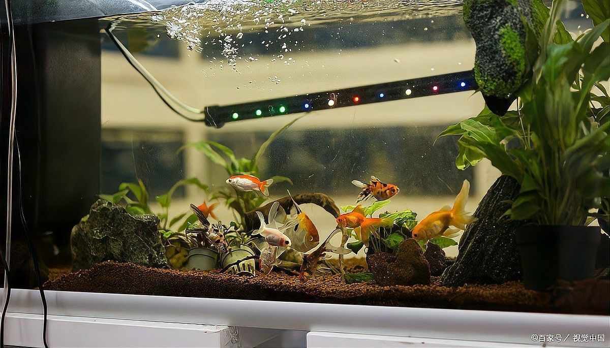 如何減少雷龍魚對錦鯉的攻擊（如何減少雷龍魚對錦鯉的攻擊呢？）