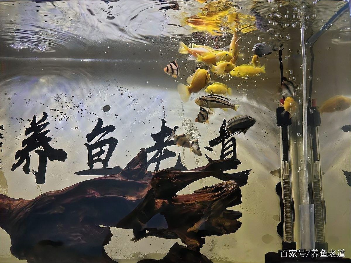 飛鳳魚吸魚怎么辦？（飛鳳魚吸魚會傷害其他魚嗎，飛鳳魚吸魚的飼養指南與注意事項） 飛鳳魚吸魚怎么辦？（飛鳳魚吸魚會傷害其他魚嗎，飛鳳魚吸魚的飼養指南與注意事項） 龍魚百科 第4張