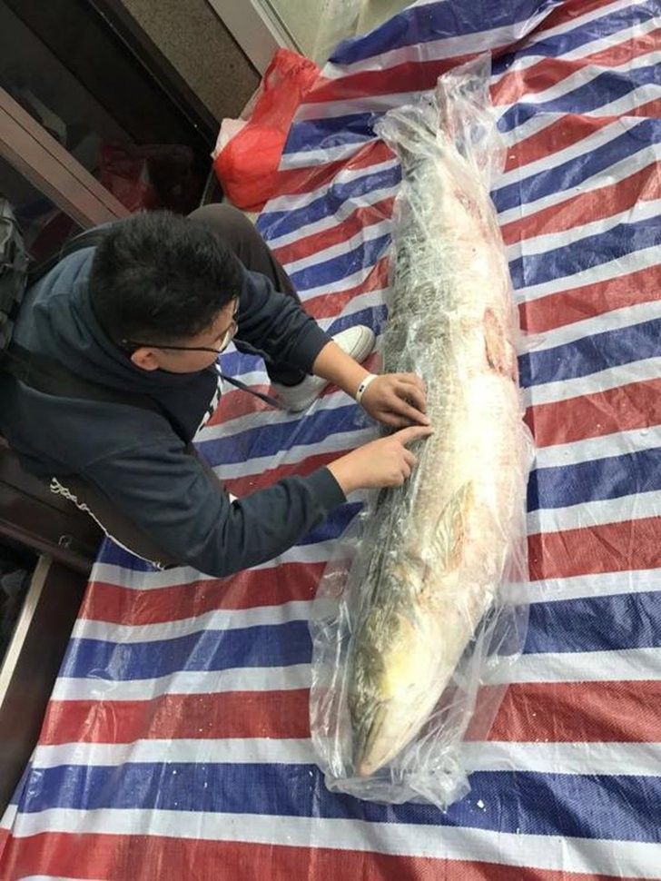 如何判斷馬古龍魚的年齡？（如何判斷一條魚的年齡）