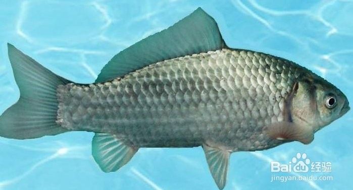 如何判斷馬古龍魚的年齡？（如何判斷一條魚的年齡）