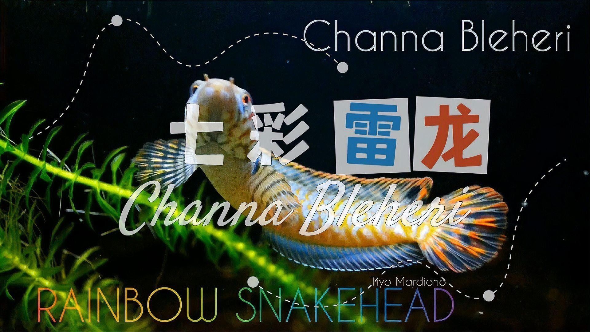 如何區分七彩雷龍和彩虹雷龍（七彩雷龍與彩虹雷龍的區別）