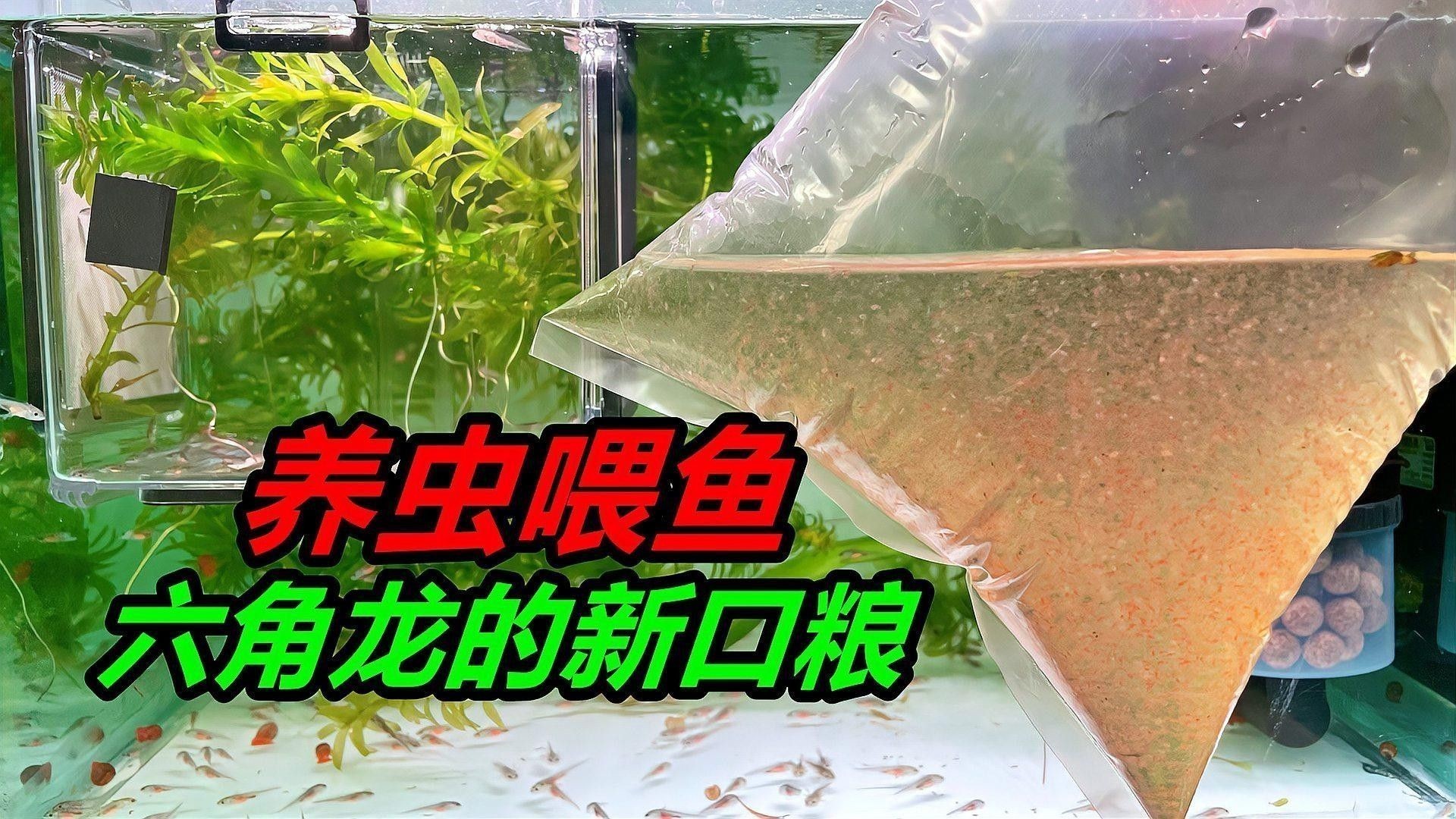 六角龍魚吃什么食物最好（六角龍魚的飲食建議）