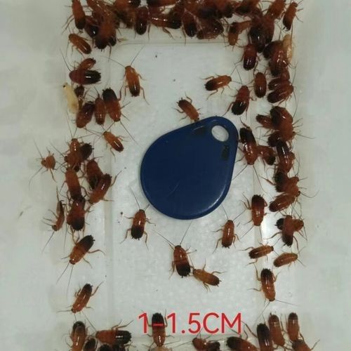金龍魚幼體價格是多少？（1公斤的金龍魚幼體價格大約為2500元人民幣） 金龍魚幼體價格是多少？（1公斤的金龍魚幼體價格大約為2500元人民幣） 龍魚百科 第3張