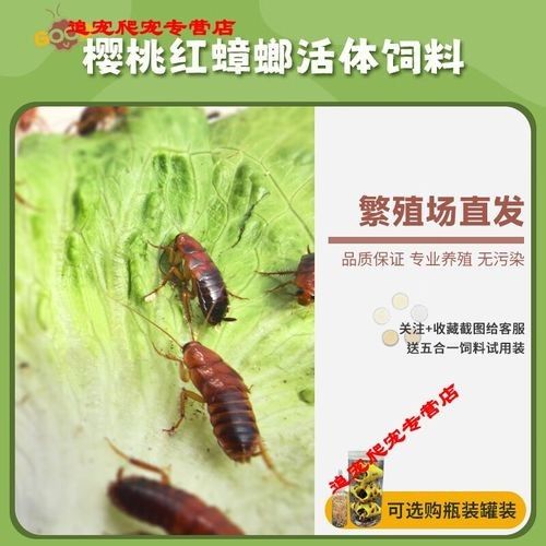 金龍魚幼體價格是多少？（1公斤的金龍魚幼體價格大約為2500元人民幣） 金龍魚幼體價格是多少？（1公斤的金龍魚幼體價格大約為2500元人民幣） 龍魚百科 第1張
