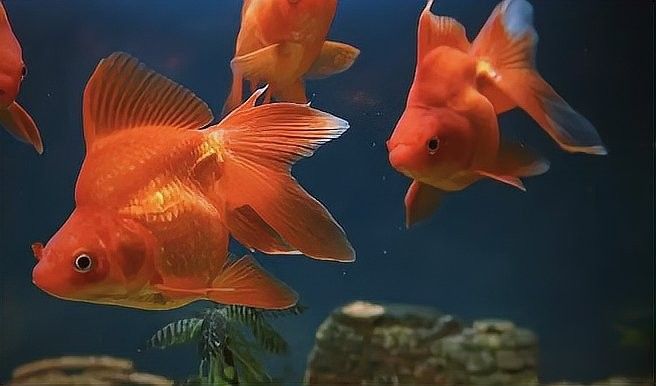 哪些屬相的人不適合養龍魚（哪些屬相不適合養龍魚？）