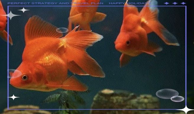 哪些屬相的人不適合養龍魚（哪些屬相不適合養龍魚？）