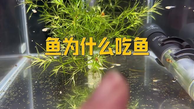 如何預(yù)防飛鳳魚吸食龍魚黏膜（飛鳳魚與龍魚共養(yǎng)時可能會發(fā)生一些問題）