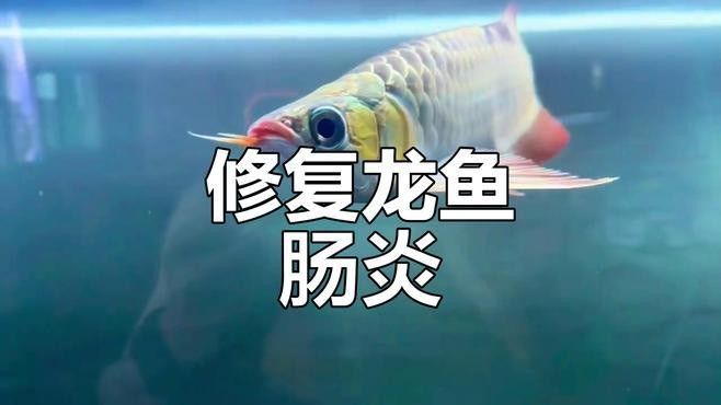 保定有沒有推薦的龍魚獸醫？（保定龍魚獸醫哪里找？） 保定有沒有推薦的龍魚獸醫？（保定龍魚獸醫哪里找？） 龍魚百科 第2張