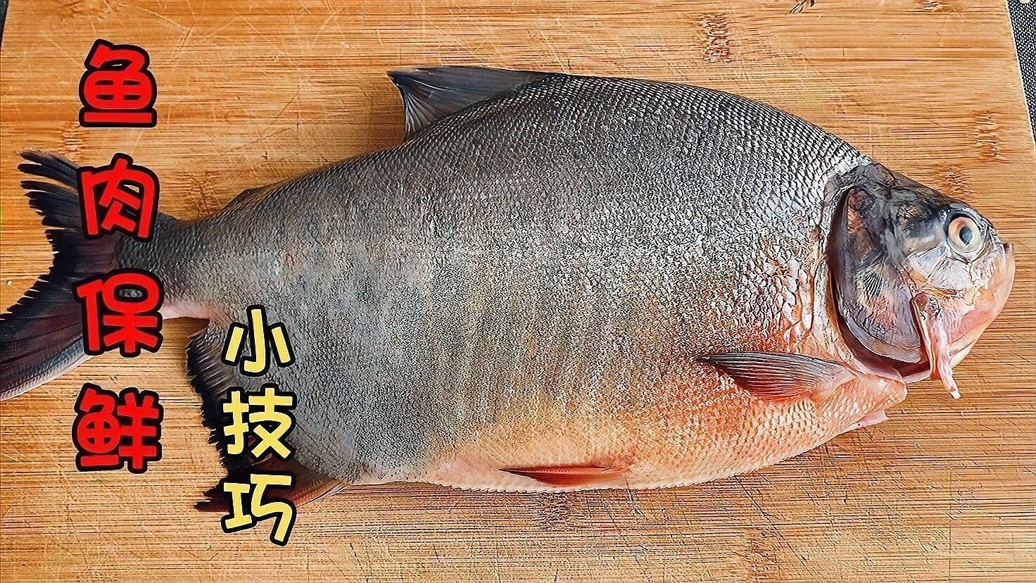 如何確保生魚肉的新鮮度（海邊老漁民教我一招，放一年依然跟新鮮活魚一樣小安安美食館）