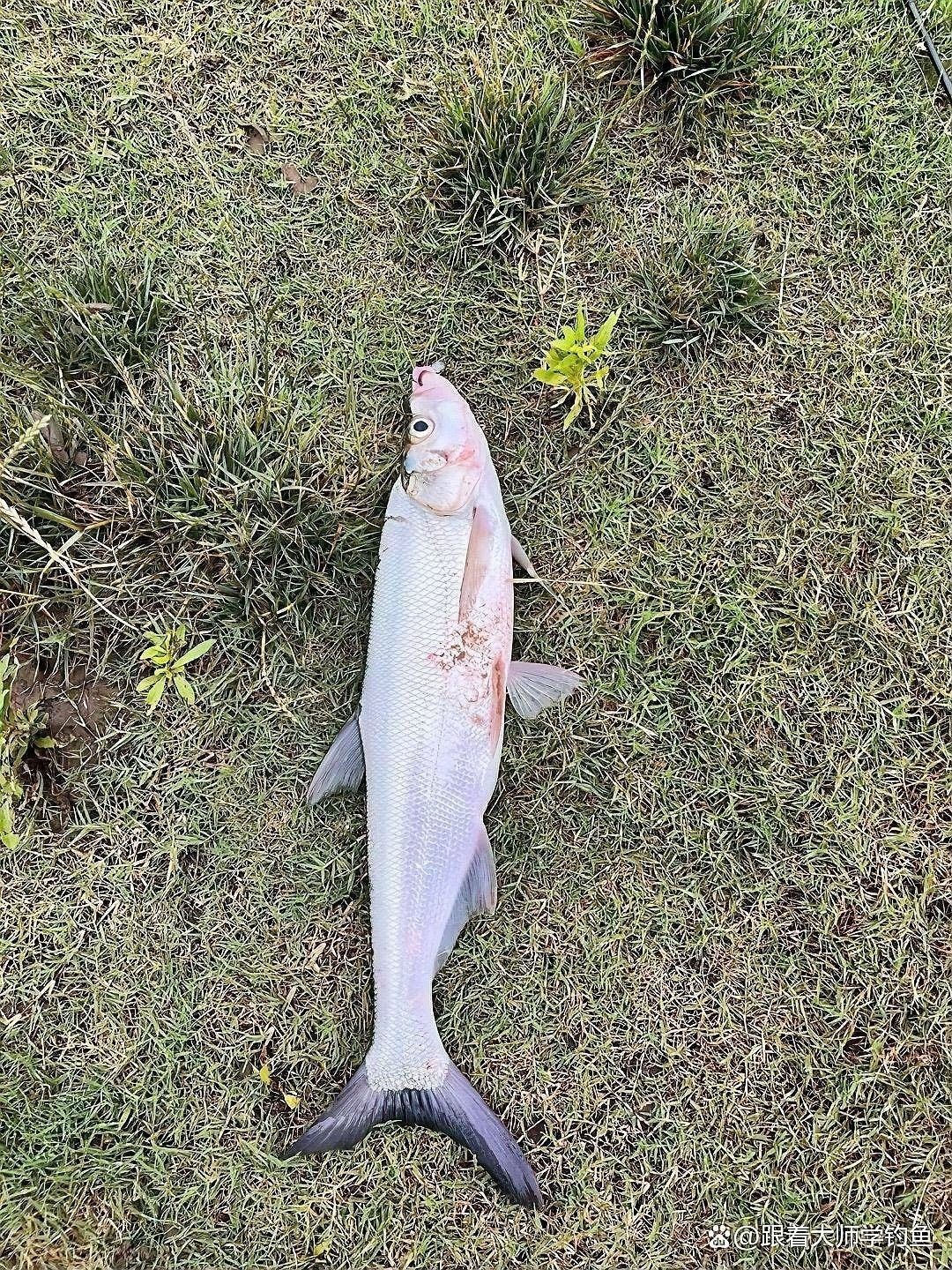 什么季節(jié)釣龍魚(yú)翹嘴最好（釣龍魚(yú)和翹嘴的最佳季節(jié)是幾月份到幾月份知了愛(ài)學(xué)）