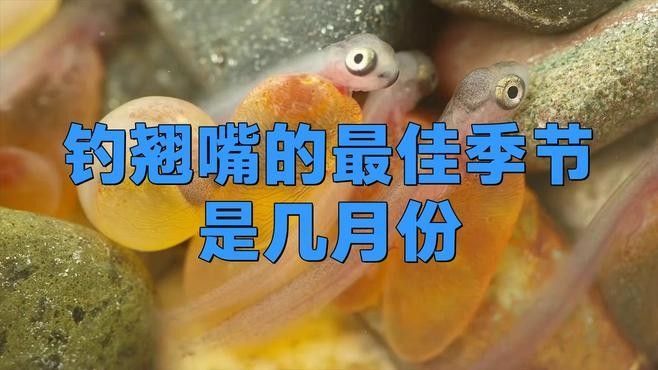 什么季節(jié)釣龍魚(yú)翹嘴最好（釣龍魚(yú)和翹嘴的最佳季節(jié)是幾月份到幾月份知了愛(ài)學(xué)）