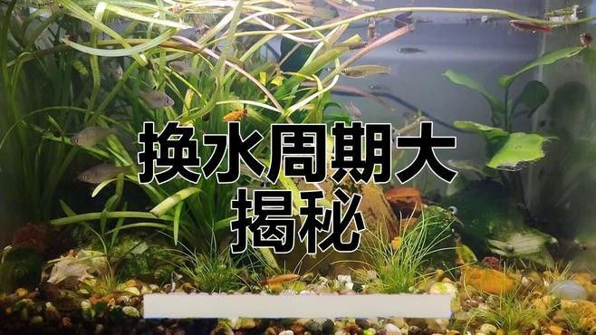 如何判斷何時需要換水？（如何判斷魚缸是否需要換水）