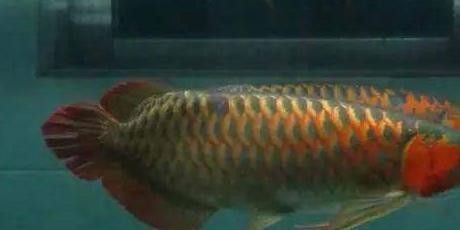 紅龍魚F3和F4哪個更值得養？（如何區分紅龍魚f3和f4）