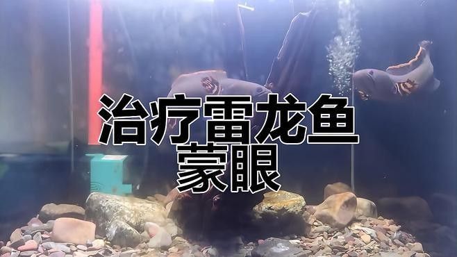 如何判斷黃金眼鏡蛇雷龍魚是否健康（黃金眼鏡蛇雷龍魚如何判斷是否健康）