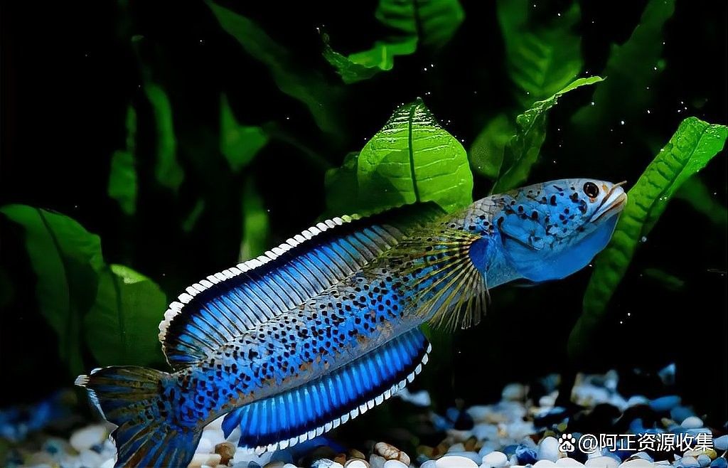 如何判斷黃金眼鏡蛇雷龍魚是否健康（黃金眼鏡蛇雷龍魚如何判斷是否健康）