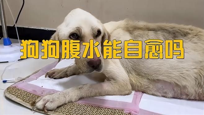 雷龍腹水的預后如何（雷龍腹水的預后）