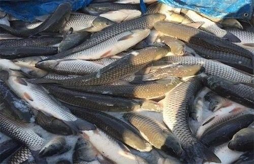 紅龍魚(yú)鱗片發(fā)黑如何治療？（紅龍魚(yú)身上變黑是什么情況） 紅龍魚(yú)鱗片發(fā)黑如何治療？（紅龍魚(yú)身上變黑是什么情況） 龍魚(yú)百科 第6張
