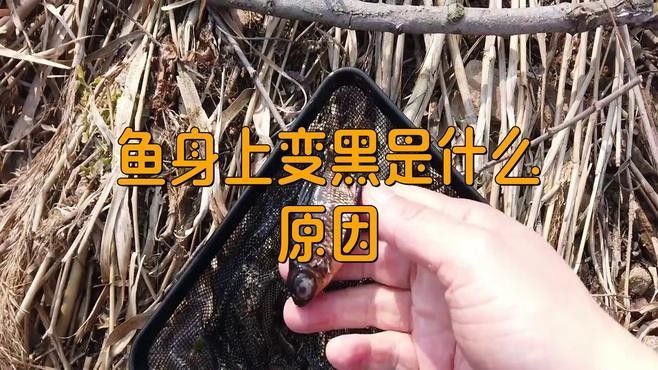 紅龍魚(yú)鱗片發(fā)黑如何治療？（紅龍魚(yú)身上變黑是什么情況） 紅龍魚(yú)鱗片發(fā)黑如何治療？（紅龍魚(yú)身上變黑是什么情況） 龍魚(yú)百科 第2張