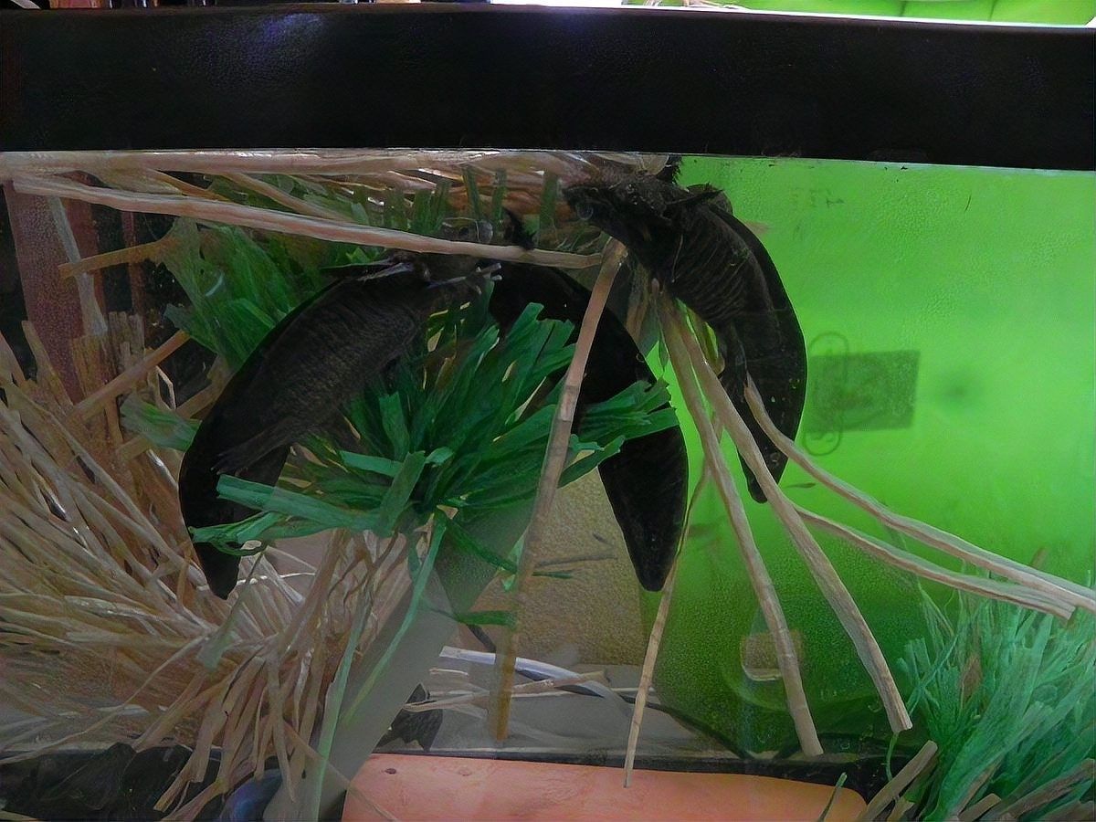 如何判斷龍魚失衡是否恢復（如何判斷龍魚是否恢復平衡狀態） 如何判斷龍魚失衡是否恢復（如何判斷龍魚是否恢復平衡狀態） 龍魚百科 第8張