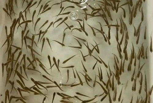 斑點長手魚的主要天敵有哪些？（斑點長手魚在哪些國家有分布斑點手魚的天敵具體有哪些）