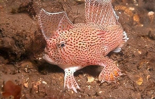 斑點長手魚的主要天敵有哪些？（斑點長手魚在哪些國家有分布斑點手魚的天敵具體有哪些）