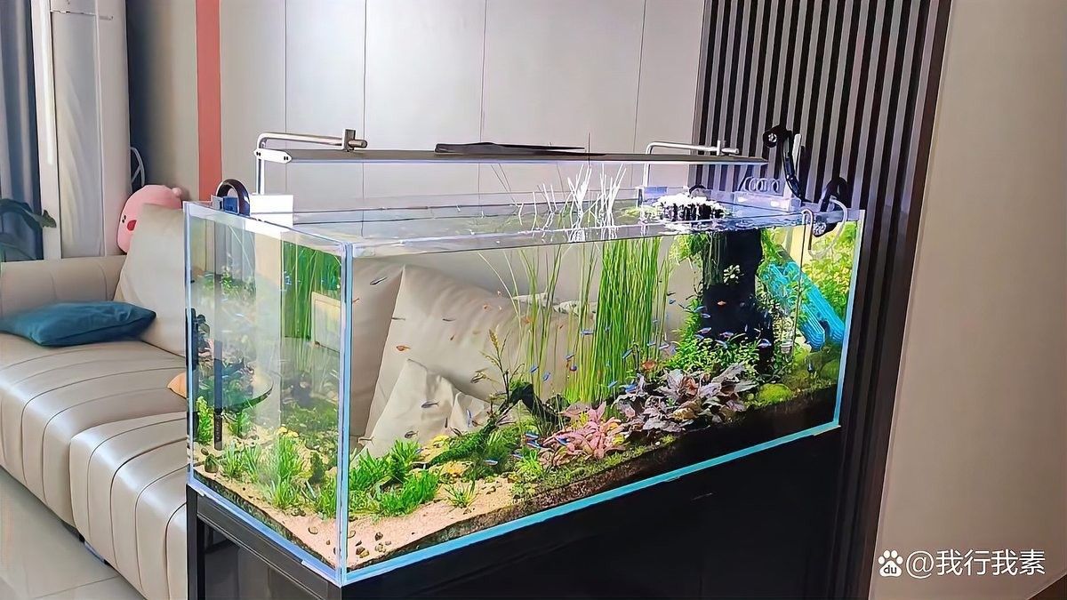 龍魚缸改草缸需要多大的燈（魚缸改草缸需要多大的燈）