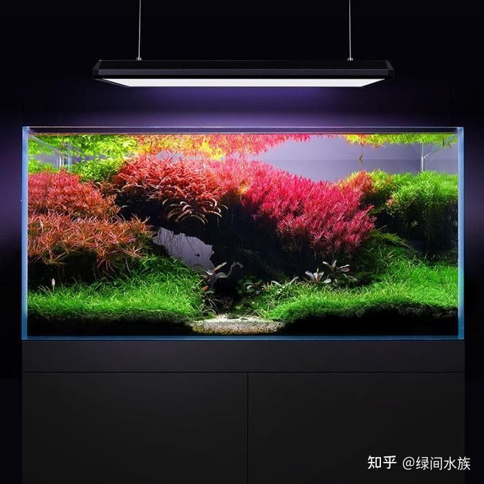 龍魚缸改草缸需要多大的燈（魚缸改草缸需要多大的燈）