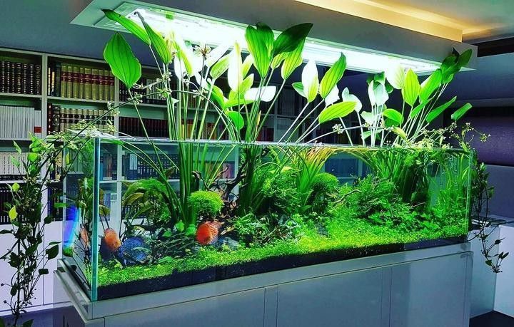 龍魚缸改草缸需要多大的燈（魚缸改草缸需要多大的燈）