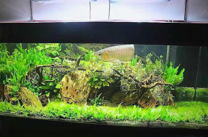 龍魚缸改草缸需要多大的燈（魚缸改草缸需要多大的燈）
