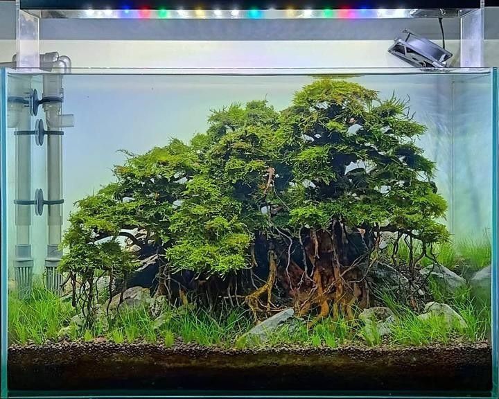 北京紅龍魚批發市場評價如何（北京紅龍魚批發市場的營業時間是什么時候,如何確保交易順利進行）