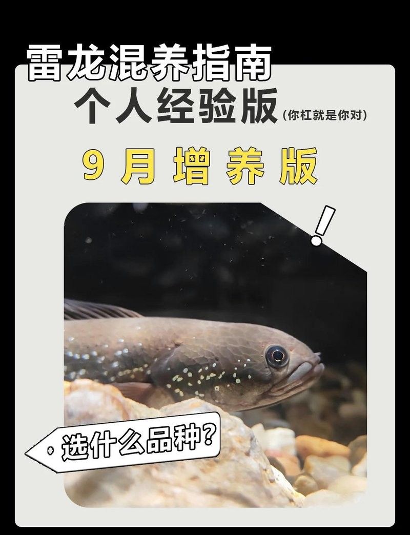 哪些魚種不適合與雷龍混養(yǎng)（哪些魚不適合與雷龍混養(yǎng)）