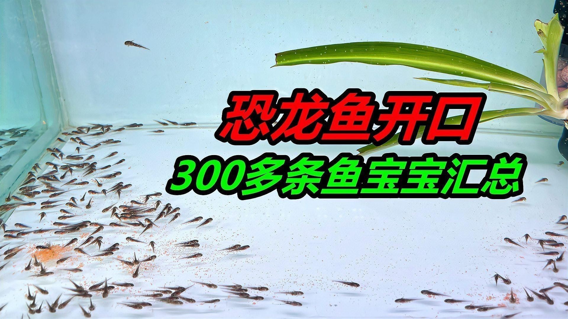 六角恐龍魚的食物有哪些？（六角恐龍魚喂養細節）