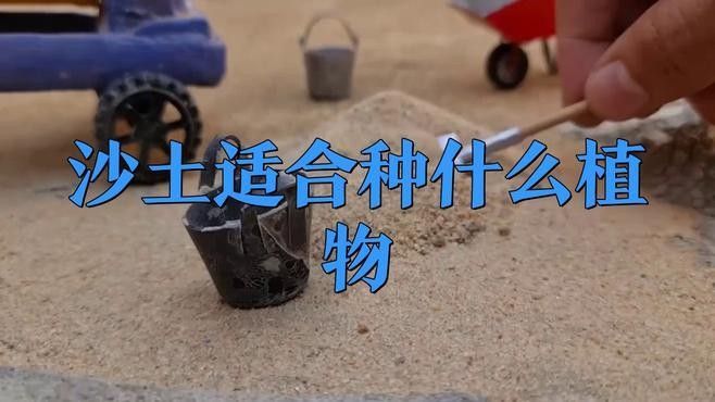 哪些植物適合底砂種植？（什么花適合底砂種植） 哪些植物適合底砂種植？（什么花適合底砂種植） 龍魚百科 第2張