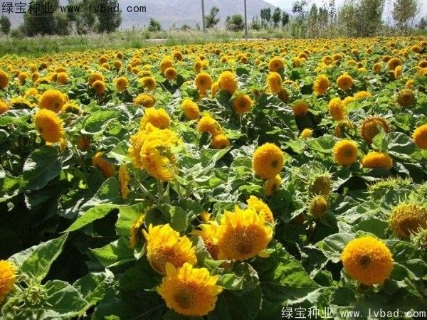 哪些植物適合底砂種植？（什么花適合底砂種植） 哪些植物適合底砂種植？（什么花適合底砂種植） 龍魚百科 第4張