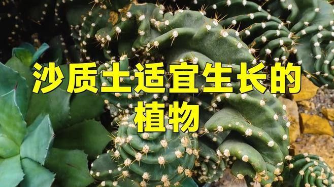 哪些植物適合底砂種植？（什么花適合底砂種植） 哪些植物適合底砂種植？（什么花適合底砂種植） 龍魚百科 第1張