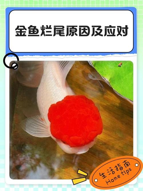 如何判斷金龍魚是否得了爛尾?。堲~尾巴爛了怎么辦）