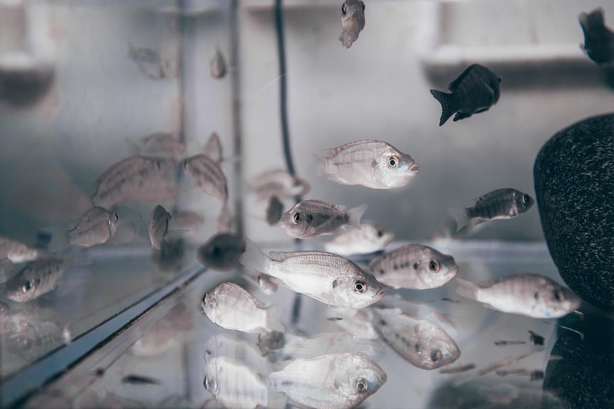 如何判斷金龍魚是否得了爛尾?。堲~尾巴爛了怎么辦）