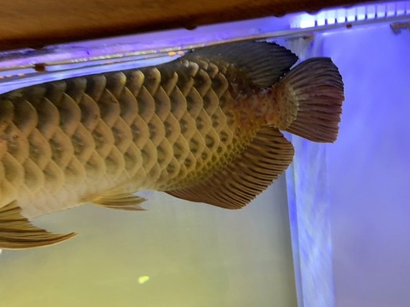 如何判斷金龍魚是否得了爛尾?。堲~尾巴爛了怎么辦）