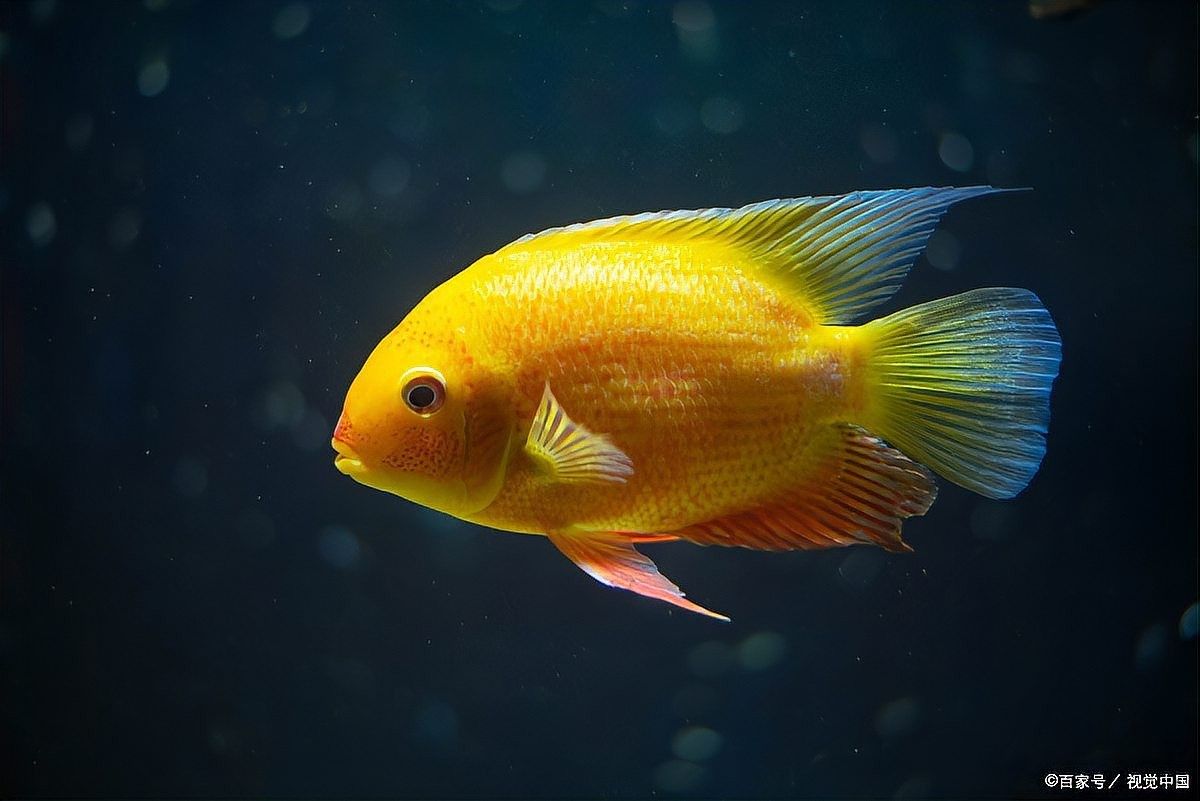 如何判斷金龍魚是否得了爛尾?。堲~尾巴爛了怎么辦）