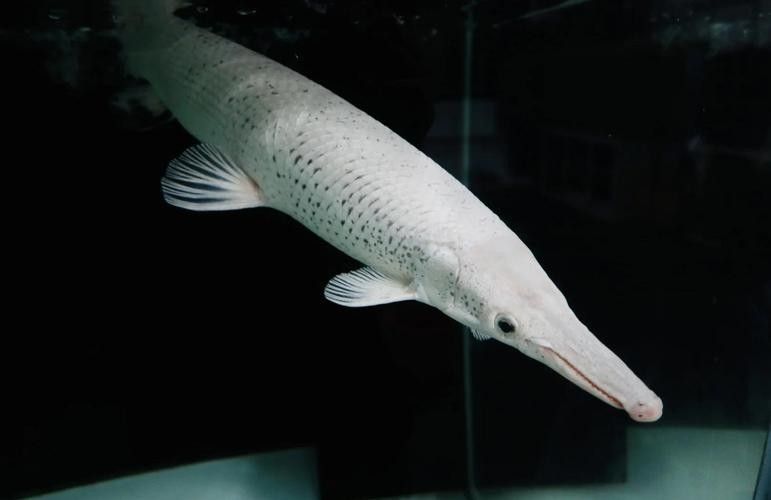 給我一些雀鱔魚圖片（雀鱔魚圖片資源）