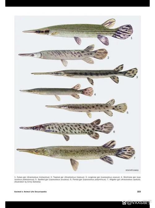 給我一些雀鱔魚圖片（雀鱔魚圖片資源）